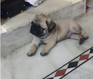 Purchase Friendly Pug Puppy from Mumbai